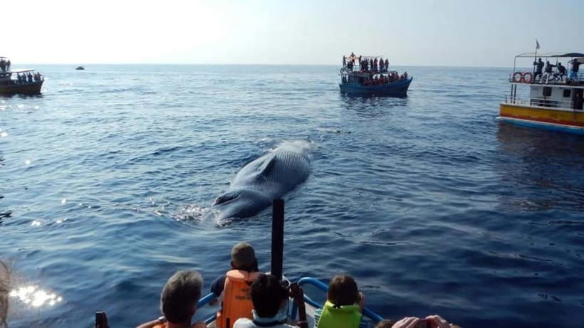 Hikkaduwa/Galle/Ahangama: Whale Watching Tour in Mirissa - Boarding day: what the boat setup is really like