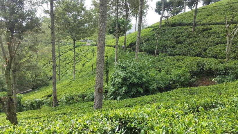 Hikkaduwa/Galle/Mirissa/Hiriketiya/Tangalle:Day Trip to ELLA - Ella Highlands Day Trip, the Good Stuff in One Shot