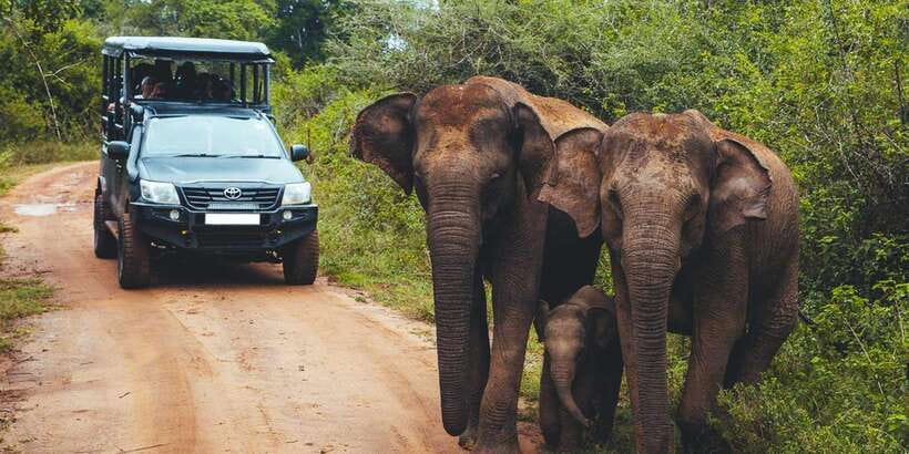 Hikkaduwa/Galle/Unawatuna/Mirissa: Udawalawa Safari - A Jeep Safari Day With Wildlife Momentum