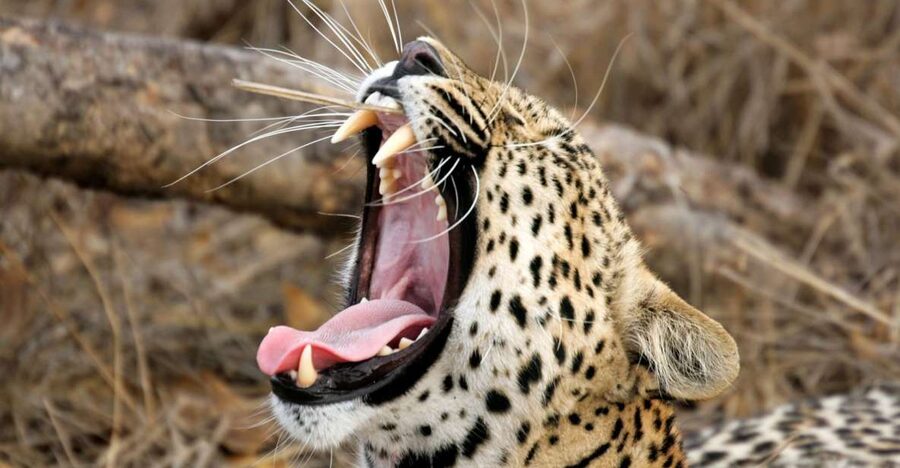Hikkaduwa/Galle/Weligama/Mirissa/Tangalle: Yala Safari Tour - Should you book this Yala safari tour?