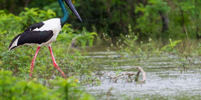 Hikkaduwa/Galle/Weligama/Mirissa: Yala National Park Safari - Price and the on-site Yala entrance fee, what your total cost looks like