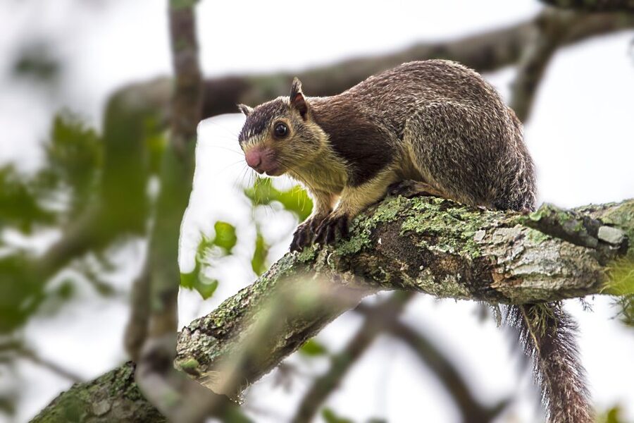 Hikkaduwa/Galle/Weligama/Mirissa: Yala National Park Safari - Timing, what to bring, and how to make the early start easier