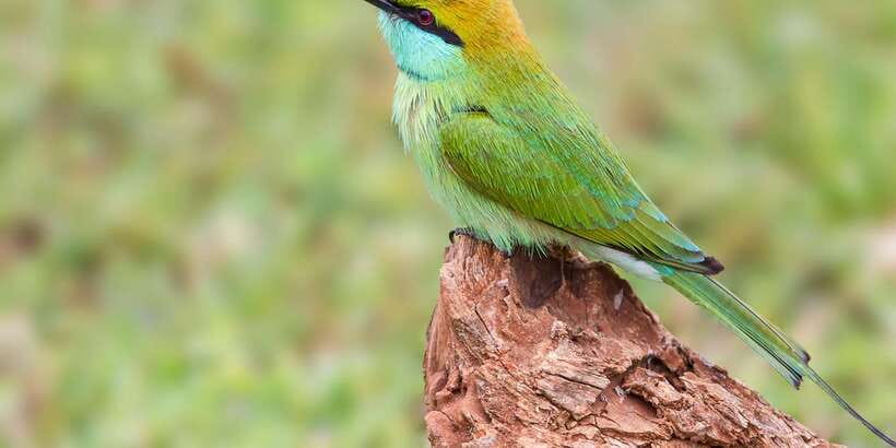 Hikkaduwa/Galle/Weligama/Mirissa: Yala National Park Safari - The Jeep Safari Drive: What Your Guide Helps You See