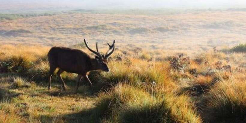 Horton plains: Discover real essence of central highland - First light over Horton Plains, the part you will remember