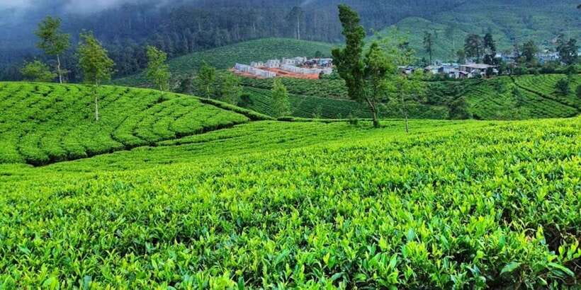 Horton plains: Discover real essence of central highland - The tea factory moment: tasting tea, not just photographing it