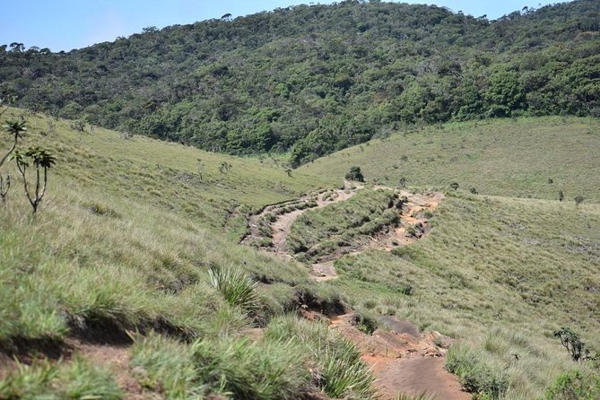 Horton Plains National Park Entrance Ticket with Guide - Horton Plains timing, opening hours, and why “early” matters