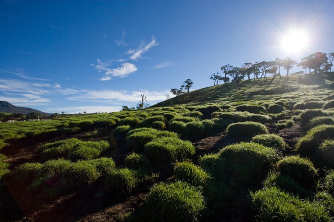 Horton Plains National Park Entrance Ticket with Guide - The 9.5 km loop trek: pace, terrain, and what 3 to 4 hours really feels like