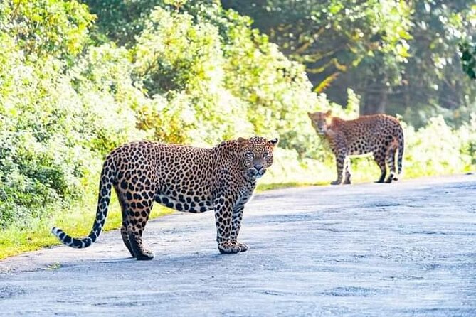 Horton Plains National park in Nuwara eliya - Guide quality shows up in small moments
