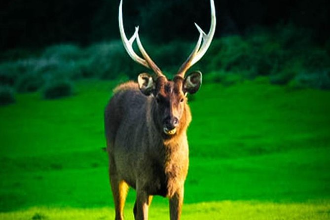 Horton Plains-World's End Tour From Nuwaraeliya - Wildlife spotting is the secret sauce, if you use the guide right