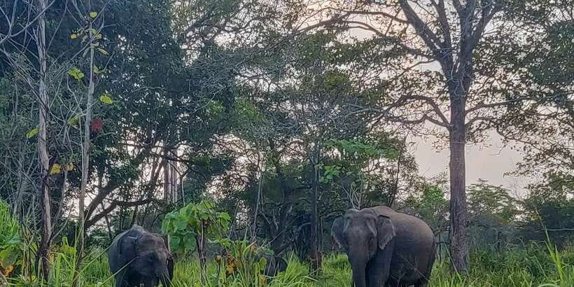 Hurulu Eco Park: 3-Hour Morning or Evening Safari - Key highlights I think are worth your attention