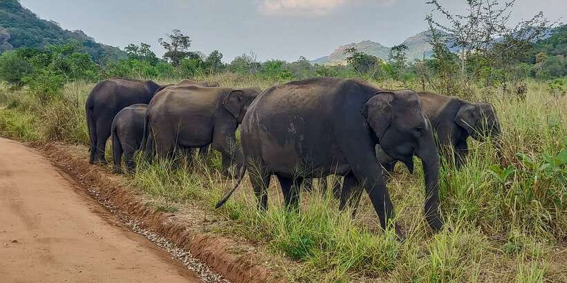 Hurulu Eco Park: 3-Hour Morning or Evening Safari - Wildlife you can expect, from elephants to rusty-spotted cats
