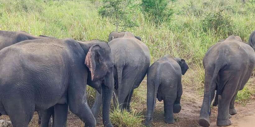 Hurulu Eco Park: 3-Hour Morning or Evening Safari - How the driver and tracker shape your real results