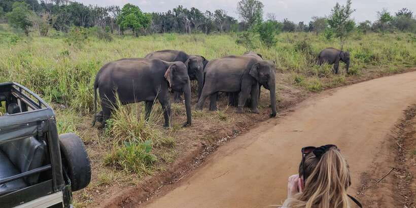Hurulu Eco Park: 3-Hour Morning or Evening Safari - Jeep setup and practical viewing comfort