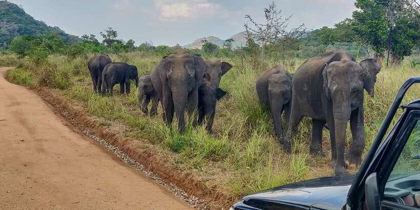 Hurulu Eco Park: 3-Hour Morning or Evening Safari - Morning or evening safari, which one should you choose?