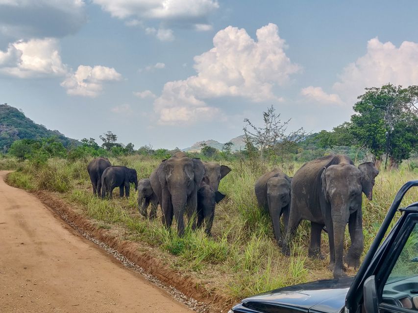 Hurulu Eco Park: 3-Hour Morning or Evening Safari - Who this safari is best for