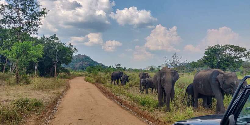 Hurulu Eco Park: 3-Hour Morning or Evening Safari - The 3-hour safari loop, gate to Hurulu Forest Reserve