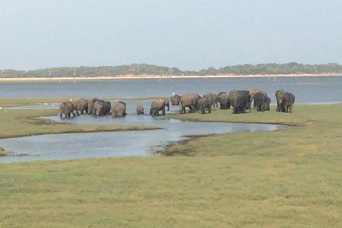 Hurulu eco park jeep safari - Key Things You Should Know Before You Go