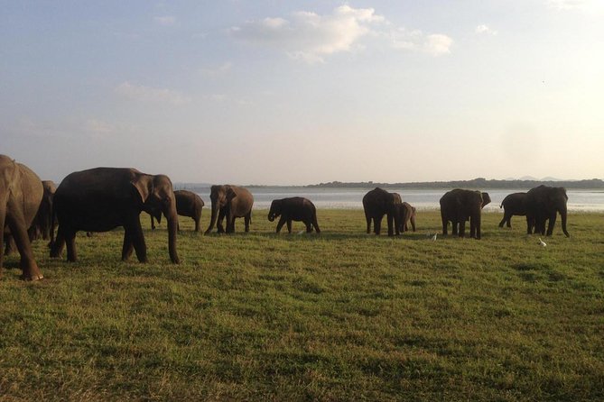 Hurulu eco park jeep safari - Minneriya and Hurulu by Jeep, What You Really Experience