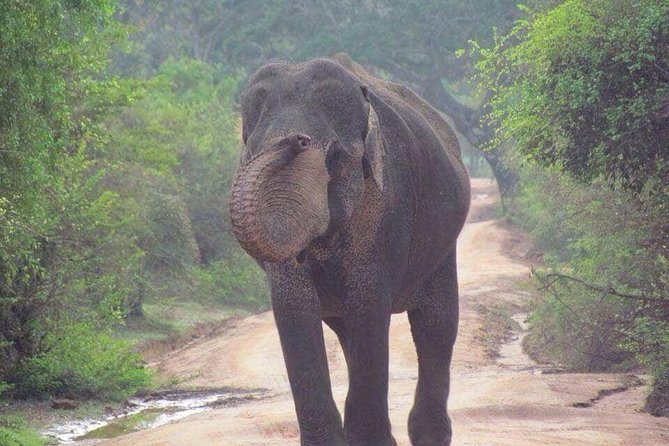 Hurulu eco park jeep safari - Sunrise or Early Afternoon: Pick the Timing Like a Local