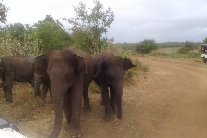 Hurulu eco park jeep safari - The Jeep Safari Drive: Comfort, How the Rhythm Works
