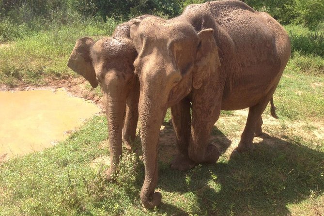 Hurulu eco park jeep safari - Habarana Start Point and the Wildlife Window