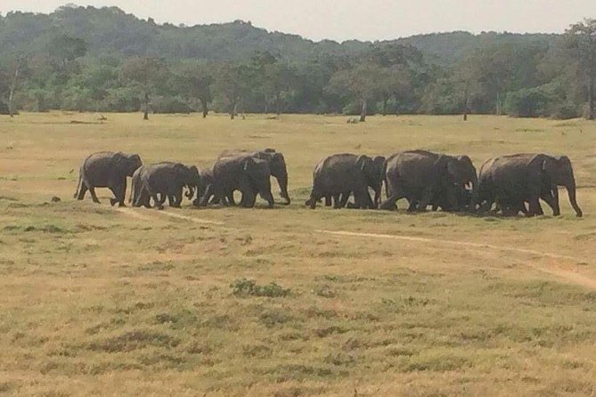 Hurulu eco park jeep safari - Small Group Privacy: Why Up to 6 People Feels Different