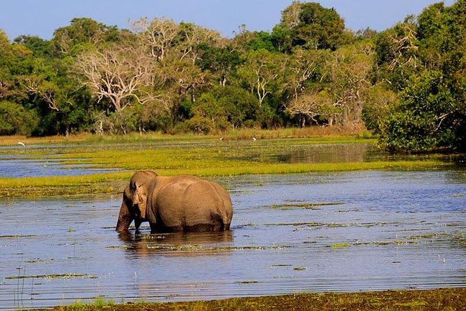 Hurulu eco park jeep safari - Price and Value: The $50 Group Rate Plus Real Costs