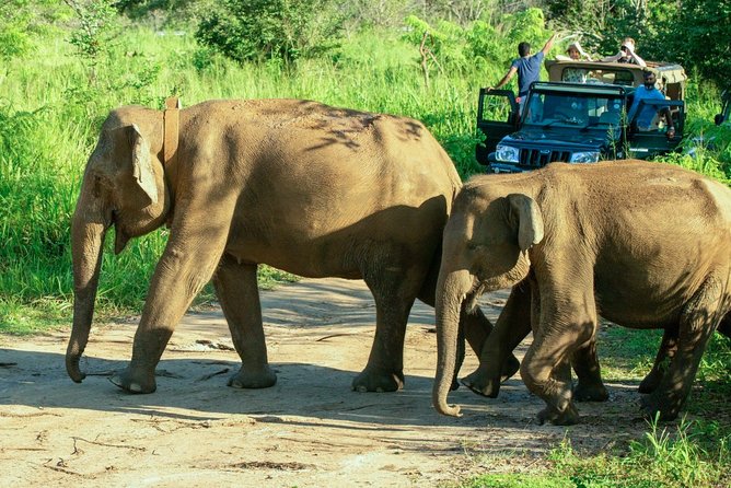 Hurulu Eco Park Private Safari - What you can see besides elephants (and what’s realistic)