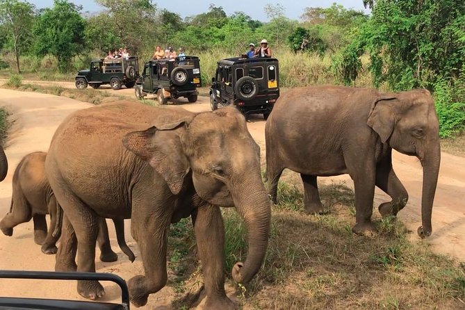 Hurulu Eco Park Private Safari - Elephant timing across Hurulu, Kaudulla, and Minneriya
