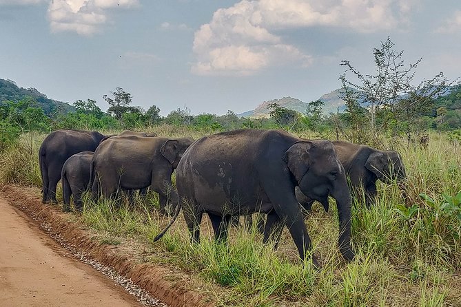 Hurulu Eco Park Private Safari - Price and value: is $27 per person a smart deal?