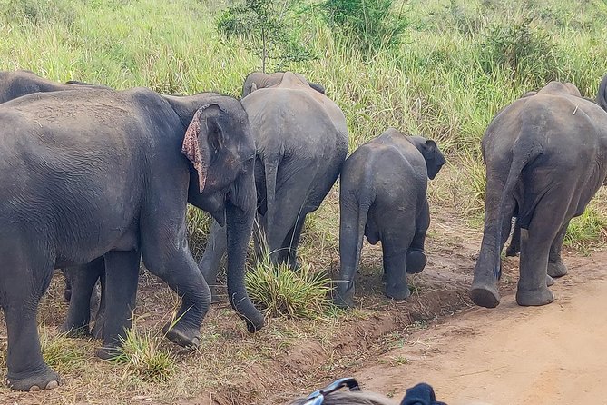 Hurulu Eco Park Private Safari - Pickup and logistics: where the “within 5 km” rule matters