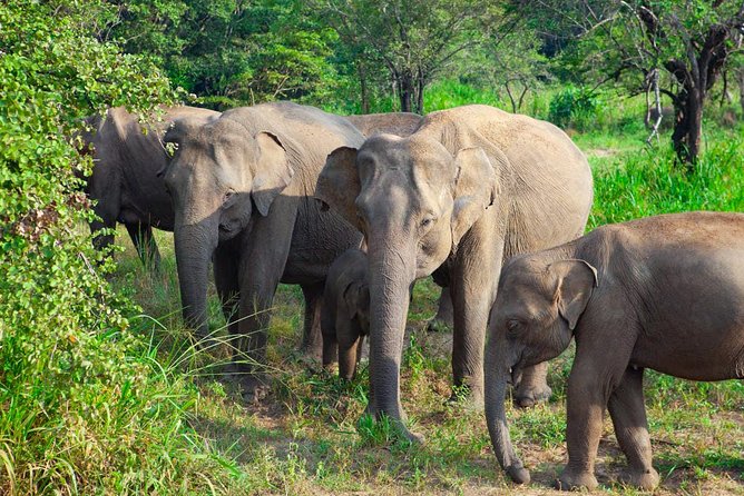 Hurulu Eco Park Private Safari from Sigiriya - Key highlights worth your attention