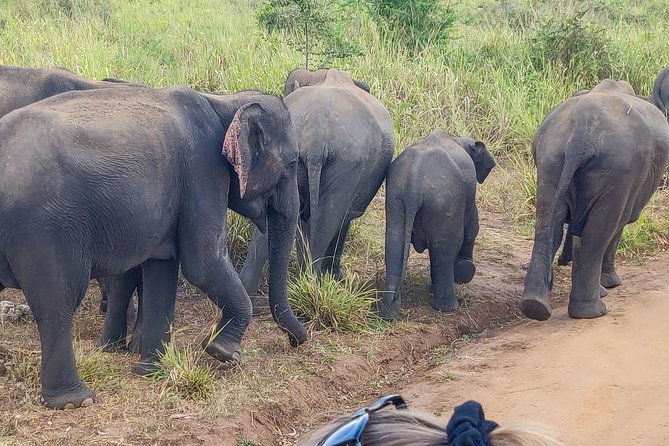 Hurulu Eco Park Private Safari from Sigiriya - Hurulu Eco Park and Sigiriya: What This Safari Is Really Like