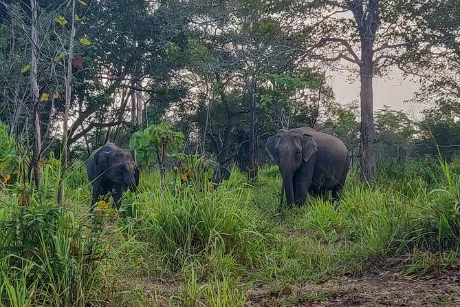Hurulu Eco Park Private Safari from Sigiriya - Price, value, and what you still need to budget
