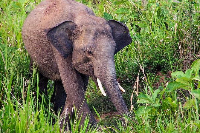 Hurulu Eco Park Private Safari - Your driver-tracker: the difference between seeing elephants and finding them