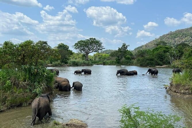 Hurulu Eco Park Safari Adventure - Wildlife Odds: Elephants, Deer, Peacocks, and Birds