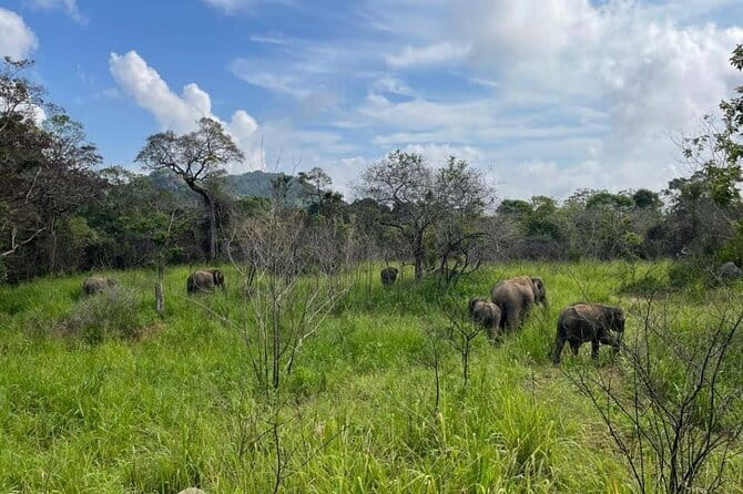 Hurulu Eco Park Safari Adventure - Season Matters: When You Can Expect Elephants