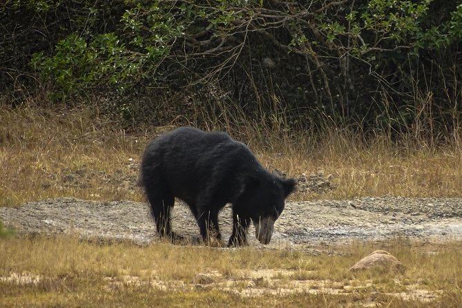 Jeep Safari at Kumana National Park - Entering Kumana by Jeep: What Your 6-Hour Day Feels Like