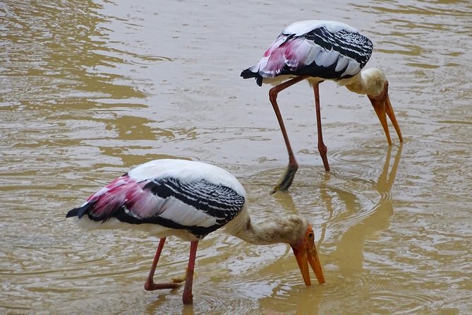 Jeep Safari at Kumana National Park - What Animals You’re Aiming For (And Why Chances Improve)