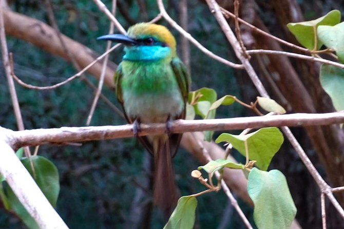 Jeep Safari at Kumana National Park - Where This Safari Fits Best in Your Sri Lanka Plan