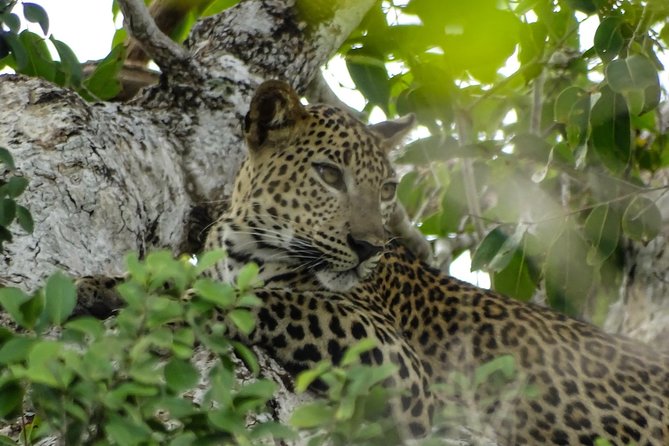 Jeep Safari at Kumana National Park - Kumana National Park 101: Birds, Mangroves, and the Wetland Advantage