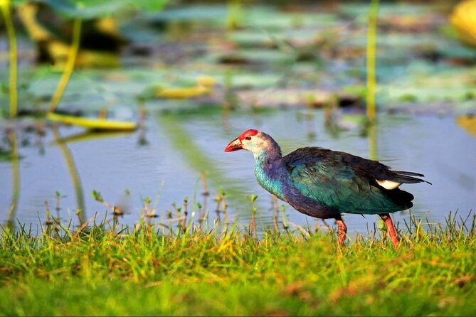 Kalametiya Bird Sanctuary Catamaran Bird Watching Tour - Key things to know before you go