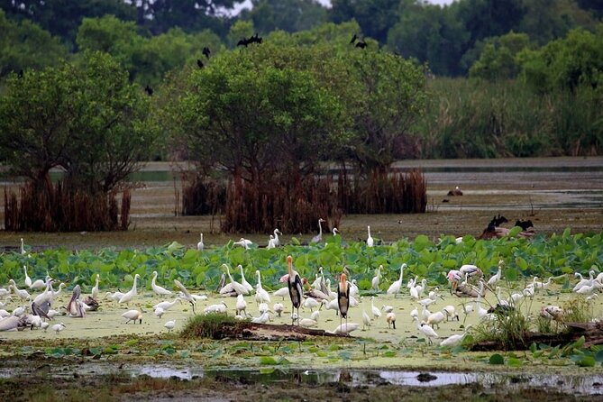 Kalametiya Bird Sanctuary Catamaran Bird Watching Tour - Kalametiya from Galle, how the catamaran time adds up