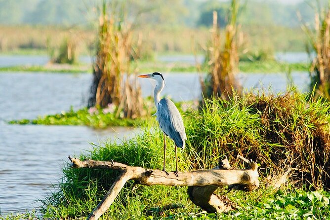Kalametiya Bird Sanctuary Catamaran Bird Watching Tour - The private-tour feel, why it matters on a birding day