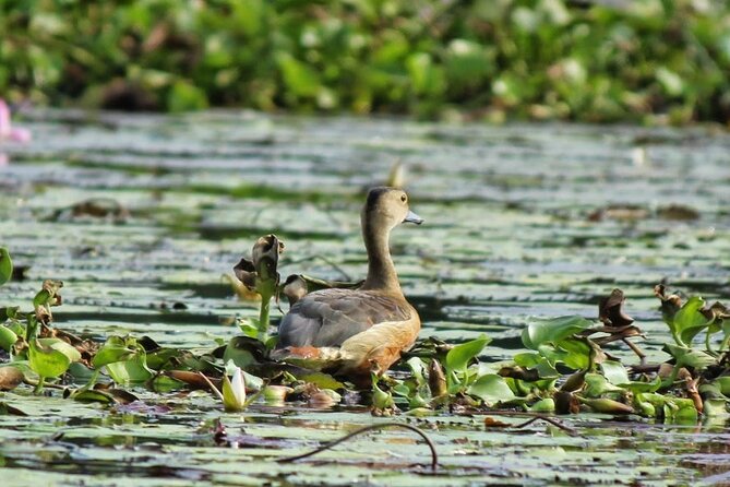 Kalametiya Bird Sanctuary Catamaran Bird Watching Tour - Price and value: what $55 per person really covers