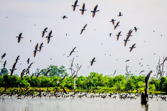 Kalametiya Bird Sanctuary Catamaran Bird Watching Tour - Practical tips for a smoother Kalametiya birding outing
