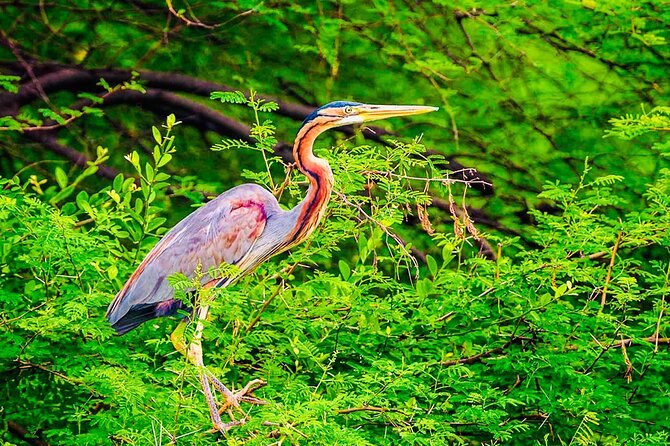 Kalametiya Bird Sanctuary Catamaran Bird Watching Tour - Who this tour suits best