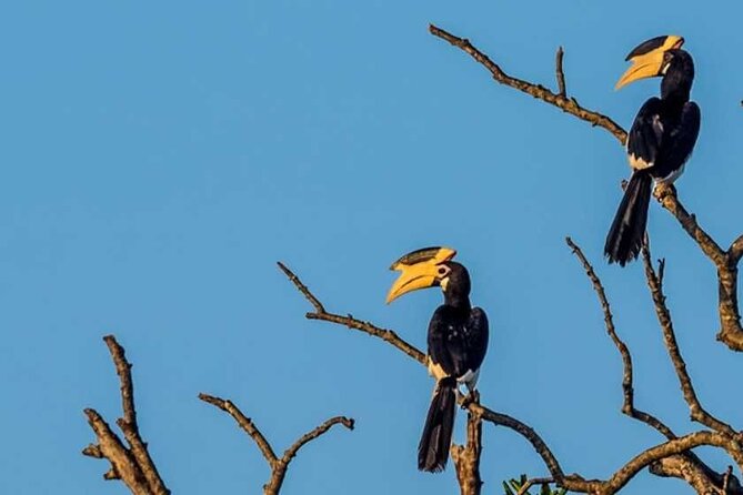 Kalametiya Bird Sanctuary Catamaran Bird Watching Tour - Should you book the Kalametiya Bird Sanctuary catamaran tour?