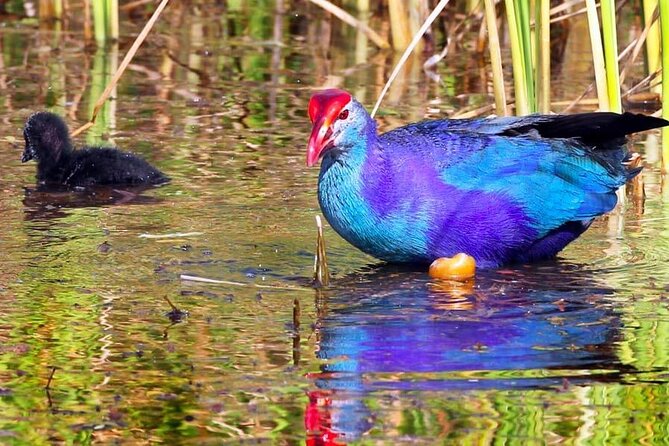Kalametiya Bird Sanctuary Catamaran Bird Watching Tour - From your hotel to the lagoon, pickup that keeps the stress low