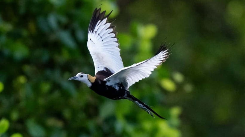 Kalametiya Sanctuary: Bird Watching by Private Boat Tour - Kalametiya Sanctuary by Private Boat: Why This Birding Feels Different